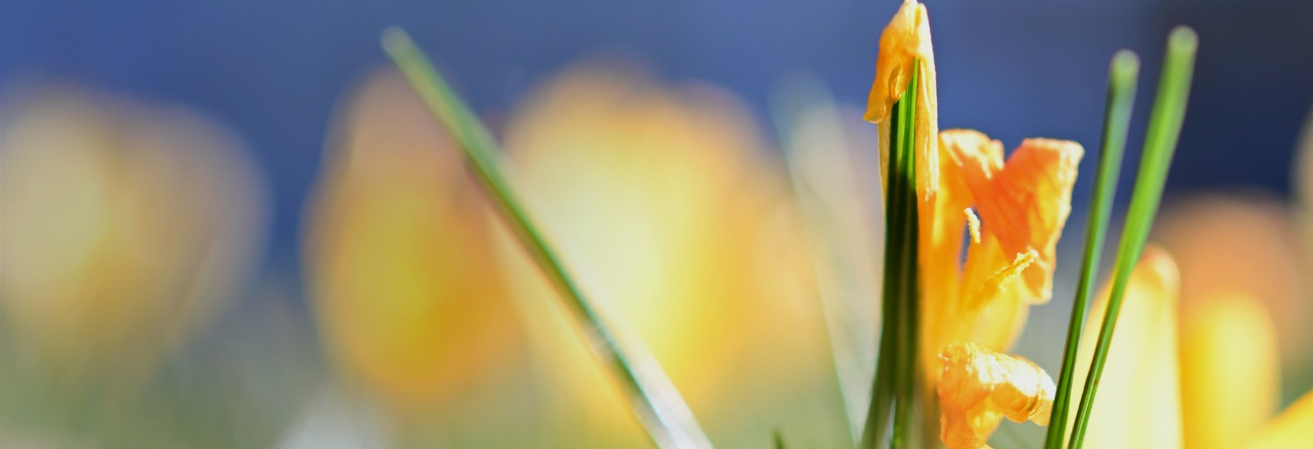 Parkpflege im Klinikum Schloss Lütgenhof