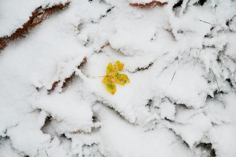 Morgendlicher, frostiger Rasen mit Blättern, der die Symbolik der Winterdepression verkörpert.